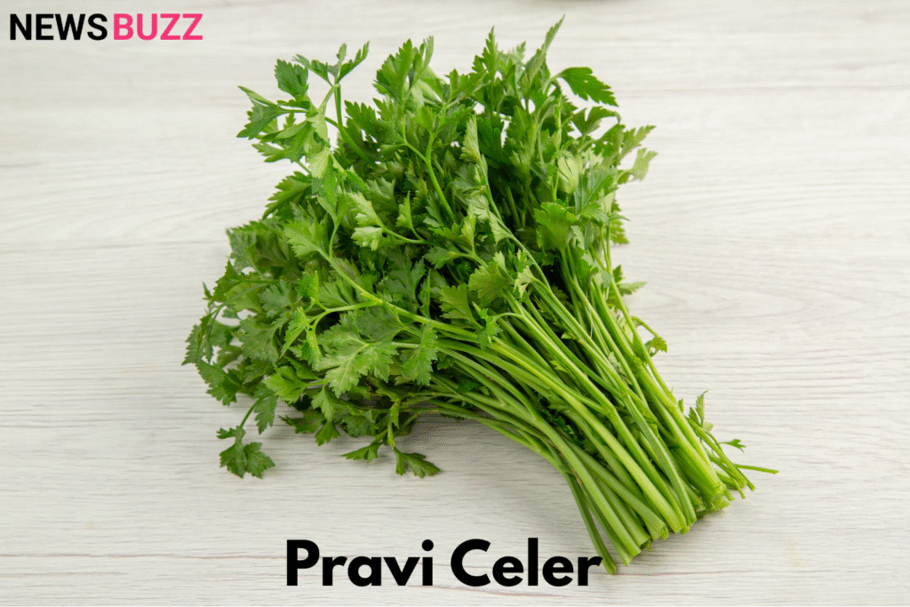 Pravi Celer
